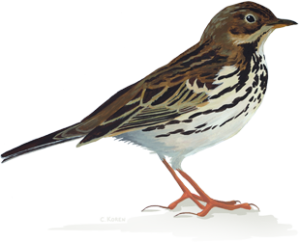 Sparrow PNG-20139